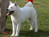 秋田犬の白の写真