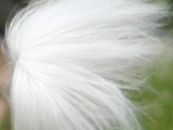 チャイニーズ・クレステッド・ドッグのピンクホワイトスレートの写真
