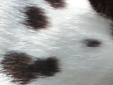ダルメシアンのホワイトレバースポットの写真