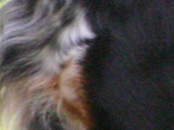 ブリタニーのブラックホワイトオレンジローンの写真