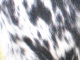 ラージ・ミュンスターレンダーのブルーローンにティックのある写真