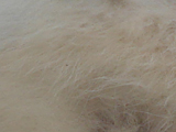 ポメラニアンのクリームセーブルの写真