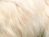チャイニーズ・クレステッド・ドッグのクリームセーブルの写真