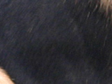 ブラッド・ハウンドのブラックタンの写真