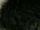 オッター・ハウンドのホワイトブラックタンの写真