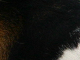 ビーグルのホワイトブラックタンの写真