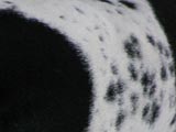 イングリッシュ・ポインターのブラックホワイトの写真