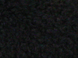 スパニッシュ・ウォーター・ドッグのブラックの写真