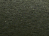 ドーベルマン・ピンシャーのブラックタンの写真