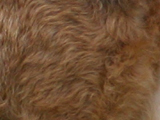 エアデールテリアのブラックタンの写真