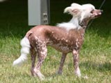 チャイニーズ・クレステッド・ドッグのピンクホワイトチョコレートの写真