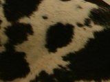 グレート・デンのハールクインの写真