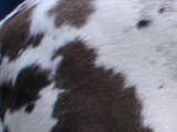 グレート・デンのハールクインの写真