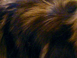 ダックスフンドのブラックシルバーダップルの写真