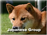 日本原産犬種